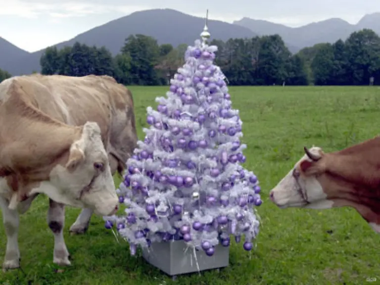 Der-Ursprung-des-Christbaumes-ist-nicht-eindeutig-festzumachen-Braeuche-verschiedener-Kulturen-bestimmten-seine-Entwicklung