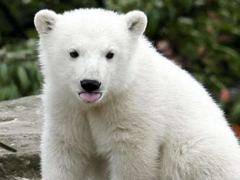 Besser-bekannt-als-Knut-Der-Rekord-Knuffi-aus-Berlin-der-dem-Zoo-ungeahnte-Besuchermassen-und-Einnahmen-in-die-Kassen-spuelte