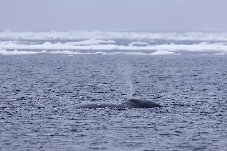 Blas-durch-das-Blasloch-eines-Groenlandwal-Balaena-mysticetus-beim-Auftauchen-im-Arktischen-Ozean-Svalbard-Spitzbergen-Norwegen-Europa