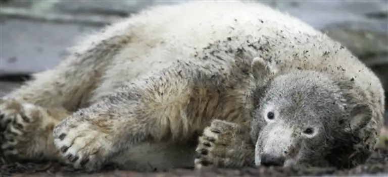 Nachdem-Knut-seinen-ersten-Geburtstag-gefeiert-hat-und-mittlerweile-ziemlich-erwachsen-aussieht