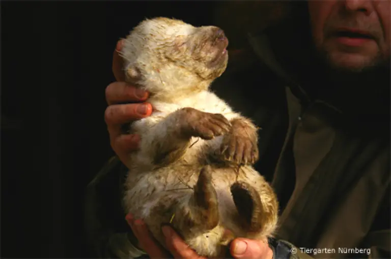 beschert-uns-nun-der-Nuernberger-Tiergarten-neue-Eindruecke-aus-der-Babywelt-der-Eisbaeren
