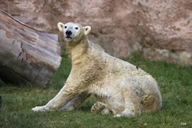 Eisbaerbabys-haben-deutsche-Zoos-schon-seit-Jahrzehnten-zu-bieten-Schliesslich-war-auch-Eisbaerdama-Vilma-die-jetzt-fuer-traurige-Schlagzeilen-aus-Nuernberg-sorgte