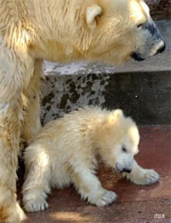 einmal-klein-Sie-wurde-2002-in-Rostock-geboren-Und-im-Karlsruher-Zoo-sind-seit-den-70er-Jahren-ueber-20-Jungbaeren-aufgezogen-worden