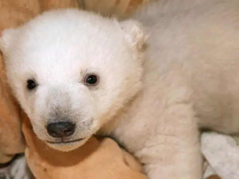 Jedenfalls-haben-wir-einen-enormen-Nachholbedarf-an-Einblicken-in-die-baerige-Kinderstube