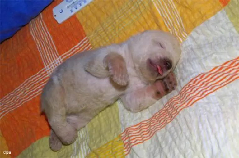 Da-freuen-wir-uns-umso-mehr-dass-das-kleine-Polarbaer-Maedchen-in-Nuernberg-wohlauf-ist-Bisher-hat-es-die-Trennung-von-seiner-Mutter-gut-ueberstanden