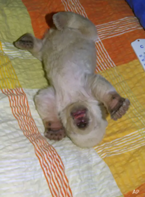 Doch-erst-wenn-es-drei-Monate-alt-ist-und-richtig-laeuft-koenne-man-durchatmen-sagt-Zoo-Vize-Helmut-Maegdefrau