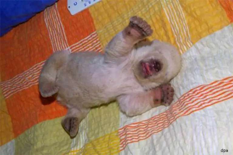 Man-sei-optimistisch-dass-die-Handaufzucht-gelinge-Aber-noch-koenne-es-zu-Infektionskrankheiten-oder-Entwicklungsstoerungen-kommen