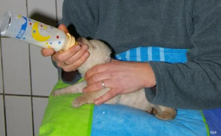 Etwa-alle-drei-Stunden-bekommt-die-Kleine-die-Flasche-gefuellt-mit-Kunstmilch