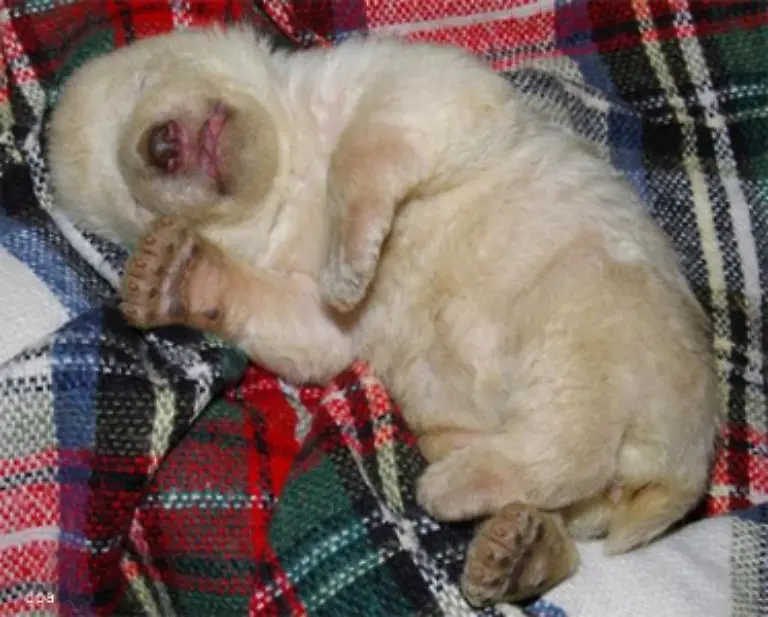 dazwischen-schlaeft-sie-So-gehoert-sich-das-fuer-ein-Eisbaerbaby-in-ihrem-Alter