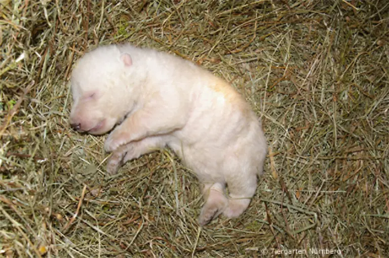 Es-ist-ein-absolut-ruhiges-und-braves-Baby-sagt-Maegdefrau-Sie-sei-kraeftig-wohlgenaehrt-und-putzmunter