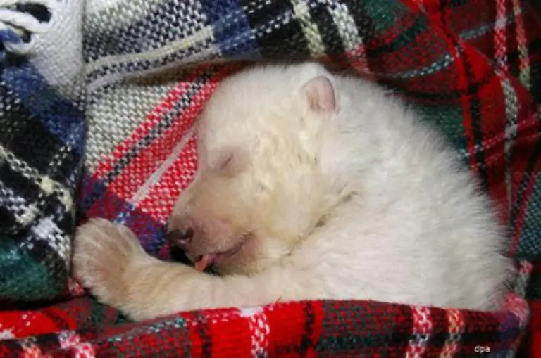Zurzeit-kann-sie-nur-tapsen-strampeln-und-schreien-Ihre-Augen-sind-noch-geschlossen-Aber-ein-kleiner-Spalt-oeffnet-sich-langsam-sodass-die-kleine-Eisbaerlady-ihre-Umwelt-bald-vollstaendig-wahrnehmen-kann