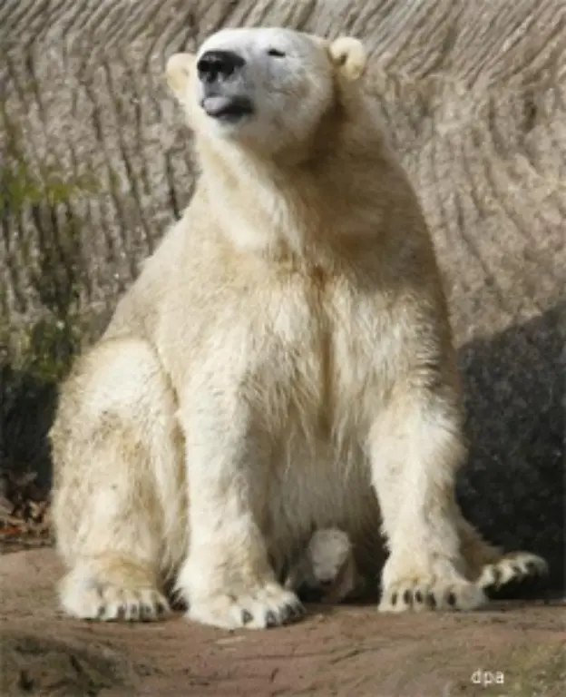Schon-jetzt-ist-die-Kleine-der-neue-Star-im-Nuernberger-Tiergarten-Gerade-einmal-vier-Wochen-war-sie-alt-als-sie-von-ihrer-Mutter-Vera-getrennt-werden-musste