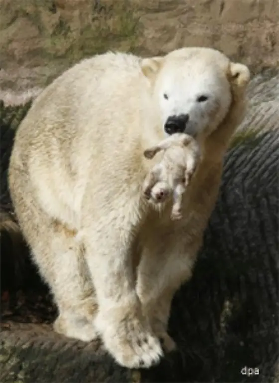 doch-dann-habe-sie-es-aus-der-Bruthoehle-geholt-und-kreuz-und-quer-durch-das-Gehege-getragen