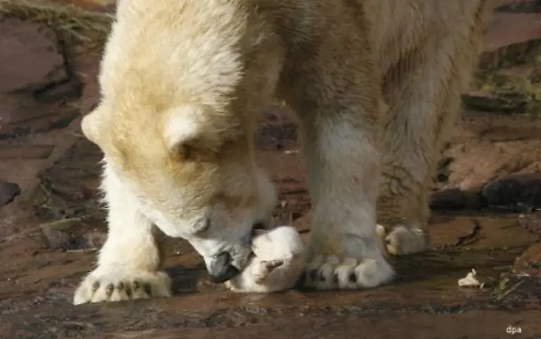 Die-Eisbaermutter-versuchte-das-Baby-in-einem-Heubett-zu-verstecken-Mehrmals-liess-sie-dabei-das-Junge-fallen