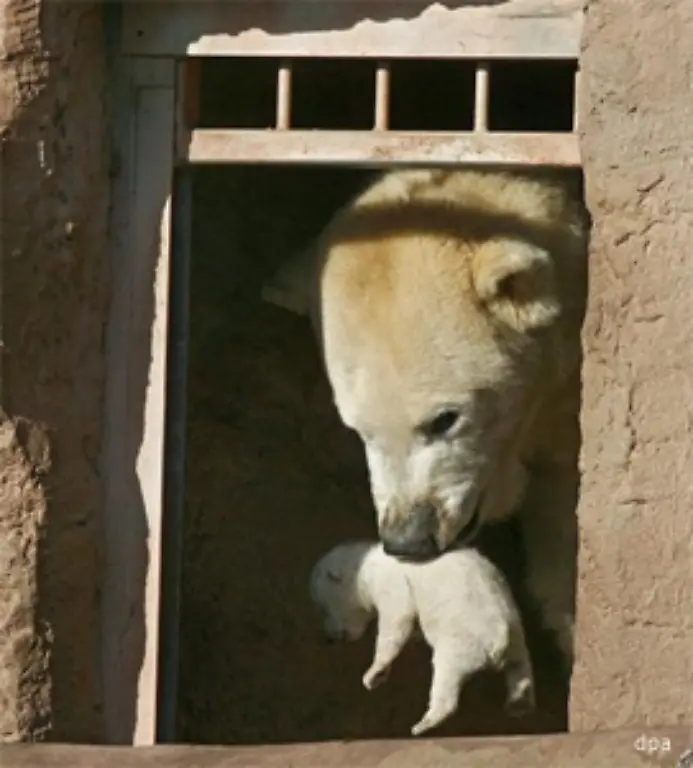 Diese-Verhaltensaenderung-veranlasste-die-Tierpfleger-schliesslich-dazu-einzugreifen-Man-befuerchtete-die-Baerin-koenne-das-Junge-vernachlaessigen-oder-ihm-etwas-antun