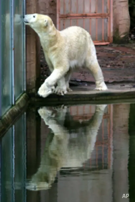 Das-war-ja-erst-wenige-Tage-zuvor-in-der-Wurfbox-von-Eisbaerdame-Vilma-passiert-Vilmas-Jungtiere-waren-nicht-mehr-auffindbar