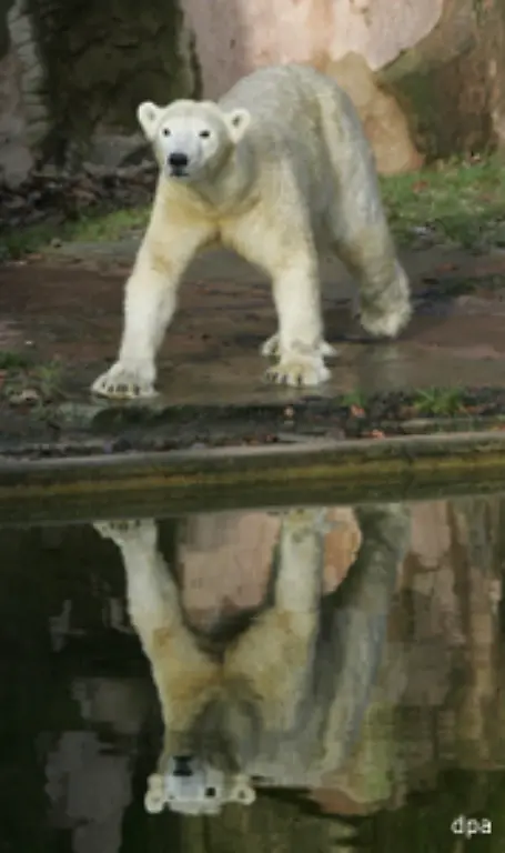 Wahrscheinlich-waren-sie-krank-und-wurden-daher-wie-in-der-Raubtierwelt-durchaus-ueblich-von-ihrer-Mutter-gefressen