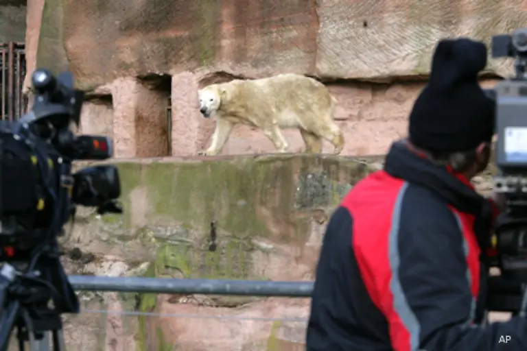 Darueber-warum-Vera-das-Baby-ploetzlich-so-nervoes-durchs-Gehege-trug-lassen-sich-nur-Vermutungen-anstellen-Nuernbergs-Buergermeister-Foerther-vermutet-dass-der-Medienrummel-Vera-in-Stress-versetzt-haben-koennte