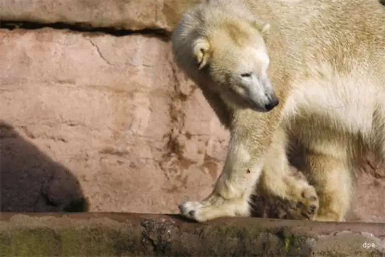 Die-Trennung-von-ihrem-Jungen-sorgte-bei-der-Baerin-fuer-weitere-Aufregung