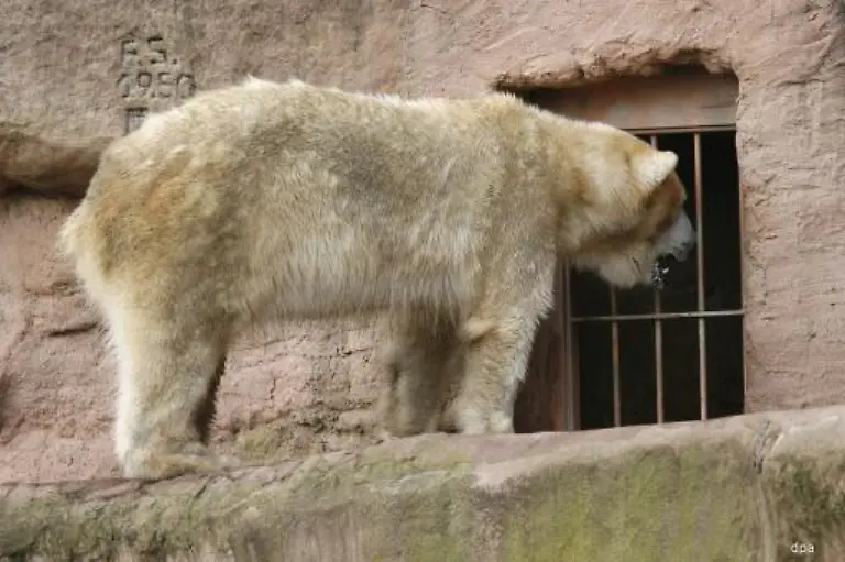 Ueberall-hat-sie-das-Kleine-gesucht