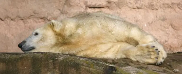 Doch-mittlerweile-ist-wieder-Ruhe-eingekehrt-in-der-Eisbaerenanlage