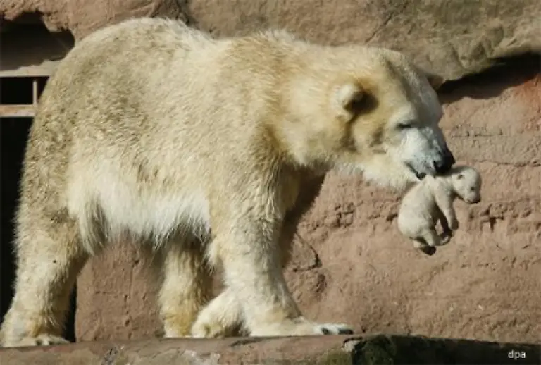 Bis-wir-Veras-Nachwuchs-live-im-Nuernberger-Tiergarten-zu-Gesicht-bekommen-dauert-es-noch-ein-Weilchen-Ende-Maerz-um-Ostern-herum-koennte-es-so-weit-sein