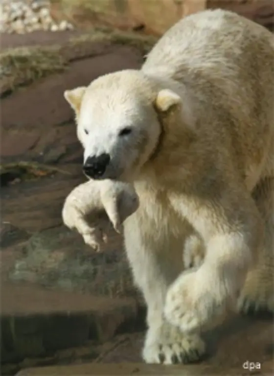 Der-Tiergarten-bleibt-ein-Tiergarten-und-wird-kein-Zirkus-betont-Buergermeister-Foerther-Das-Wohl-des-Baeren-stehe-im-Mittelpunkt