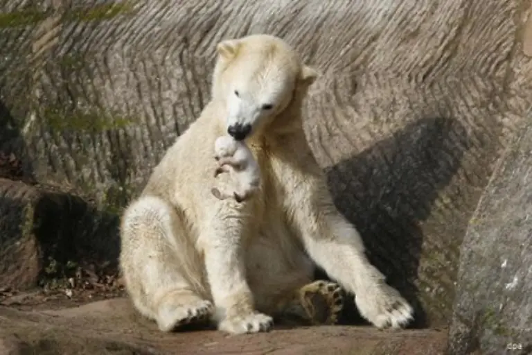 Deshalb-wolle-man-auch-versuchen-einen-weiteren-kleinen-Baeren-nach-Nuernberg-zu-holen-Das-Baby-solle-nicht-allein-aufwachsen-sondern-einen-Spielgefaehrten-haben-Dazu-stehe-man-im-Kontakt-mit-dem-Zoo-in-Moskau