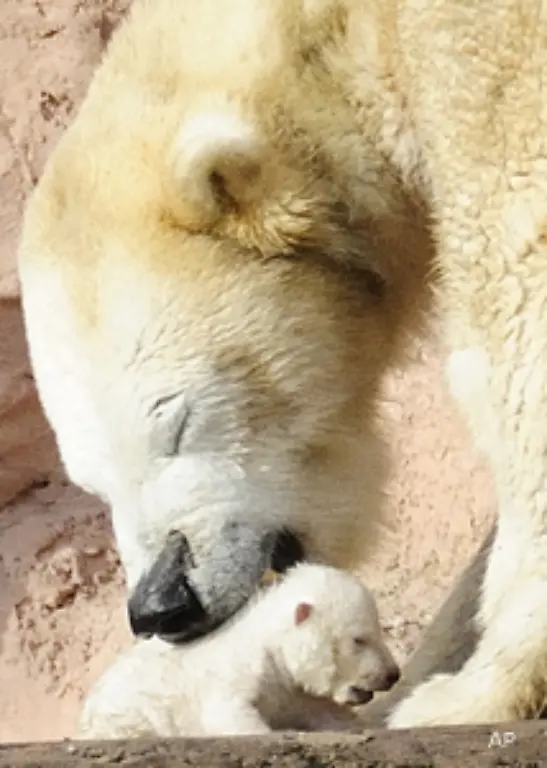 Die-Fangemeinde-der-kleinen-Baerin-sucht-derweil-nach-einem-passenden-Namen-fuer-sie-Vorschlaege-wie-Tapsiline-oder-Smilla-gingen-bereits-im-Tiergarten-ein