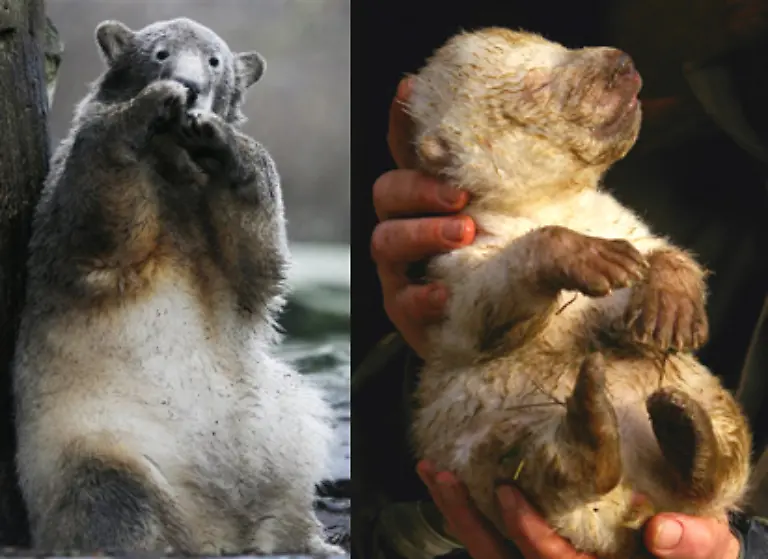 kommen-die-beiden-ja-mal-zusammen-dann-koennte-es-sogar-bald-eine-Eisbaeren-Hochzeit-geben