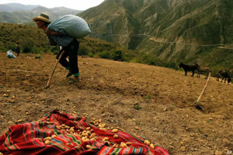 Kartoffeln-werden-weltweit-auf-geschaetzten-195-000-Quadratkilometern-angebaut-Die-bescheidene-Knolle-sei-unter-den-Ackerfruechten-auf-Platz-vier-heisst-es-auf-der-eigens-eingerichteten-Website-potato2008-org