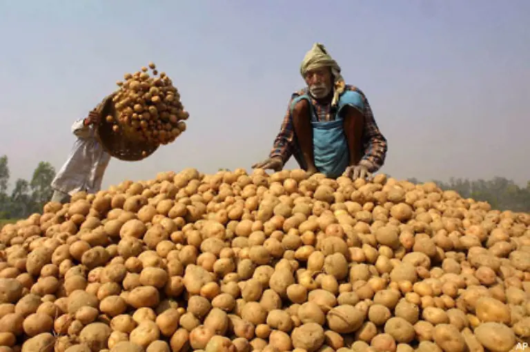 Dennoch-wurde-insgesamt-fast-die-Haelfte-der-weltweiten-Kartoffelproduktion-in-Asien-verspeist