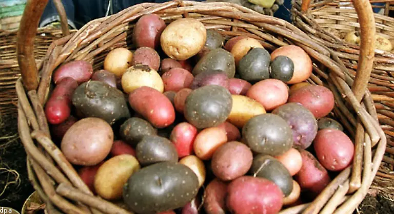 Ende-des-19-Jahrhunderts-wurden-bei-einer-Kartoffelausstellung-mehr-als-600-Sorten-gezaehlt-Heute-sind-in-Deutschland-nur-etwa-180-Sorten-zugelassen