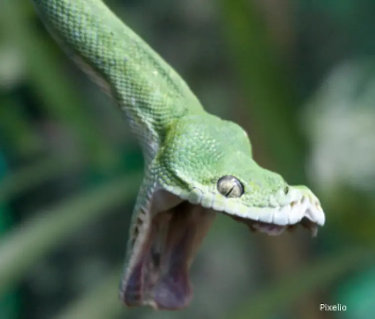 doch-die-meisten-Menschen-haben-Angst-vor-Schlangen