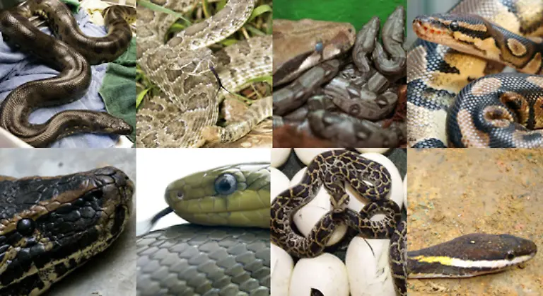 Rund-2700-Arten-hat-man-bisher-entdeckt-Und-wahrscheinlich-sind-viele-noch-gar-nicht-bekannt