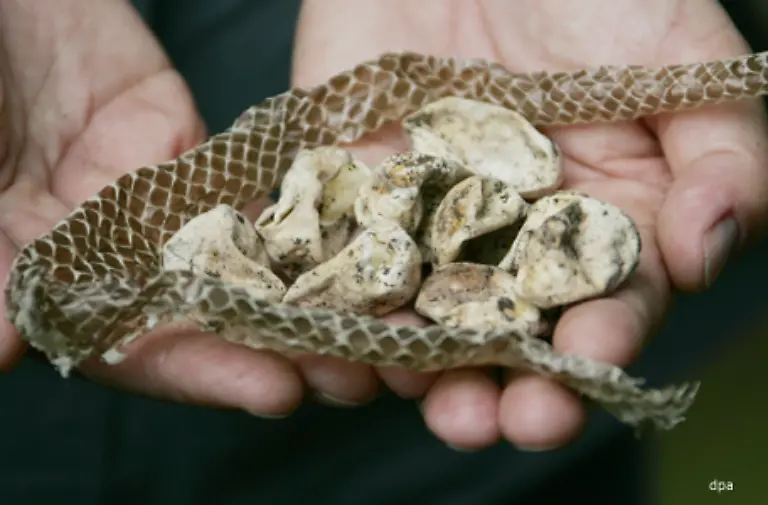wenn-sie-sich-haeuten-ist-das-beinahe-als-wuerden-sie-neu-geboren-Schlangen-wachsen-ihr-Leben-lang-die-Haut-waechst-aber-nicht-mit-Die-alte-Haut-das-so-genannte-Schlangenhemd-wird-abgestreift-wenn-sich-darunter-eine-neue-Hautschicht-gebildet-hat