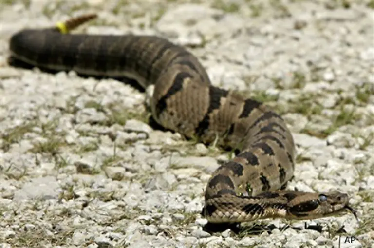 Dass-sich-Schlangen-bald-haeuten-ist-an-ihren-dann-milchig-trueben-Augen-zu-erkennen