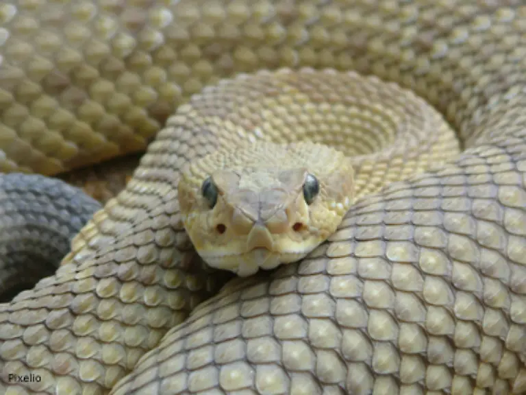 Doch-zugleich-wurden-der-Schlange-daemonische-Kraefte-nachgesagt-Schlau-soll-sie-sein-dabei-jedoch-hinterlistig-und-falsch