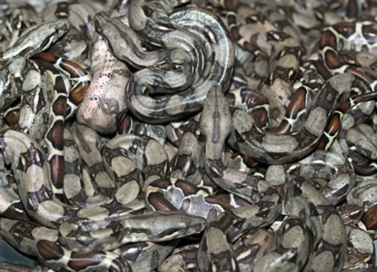 133-und-die-Reptilien-haben-wenig-Possierliches-an-sich