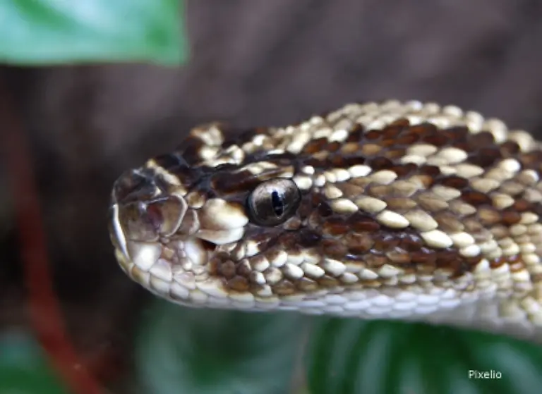 Statt-flauschigem-Fell-haben-sie-schuppige-Haut-133