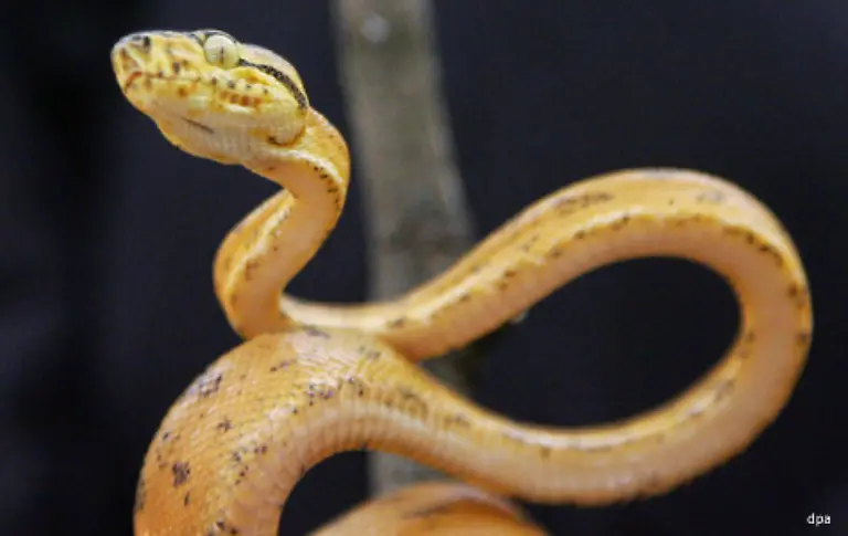 133-statt-tapsigen-Tatzen-einen-kriechenden-beinlosen-Koerper