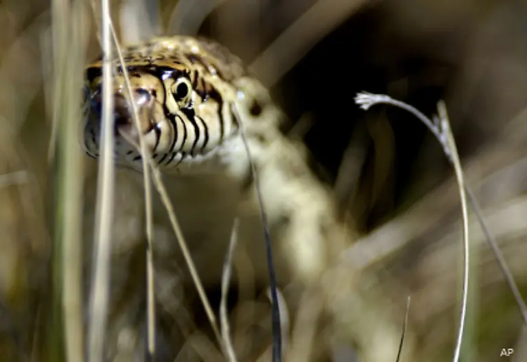 Hinzu-kommen-der-stechende-Blick-133