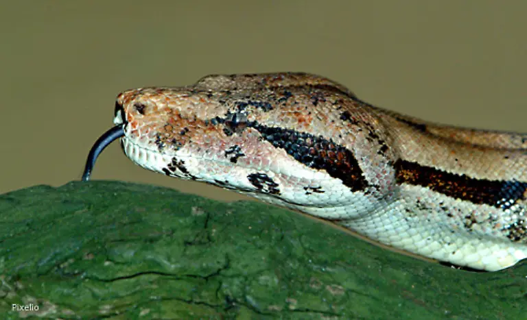 133-das-zischende-Zuengeln-133