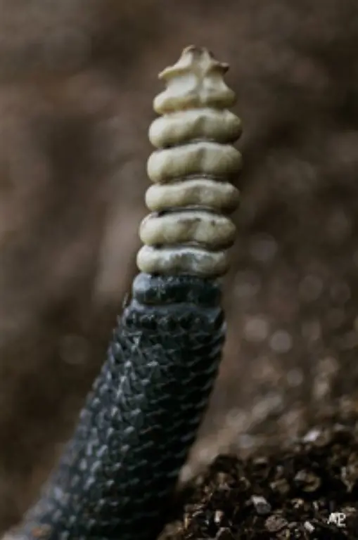 133-das-bedrohliche-Rasseln-133