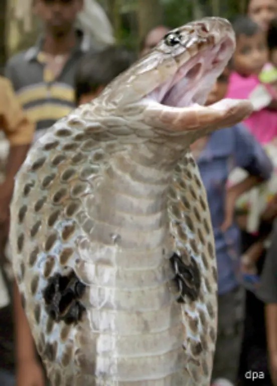 133-der-gespreizte-Hals-133