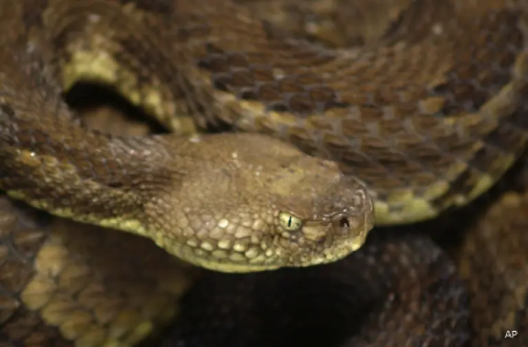 133-ist-die-Schlange-ein-Symbol-des-Boesen