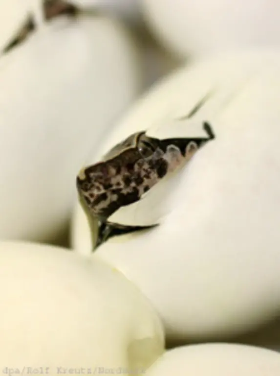 Auch-Vipern-bzw-Ottern