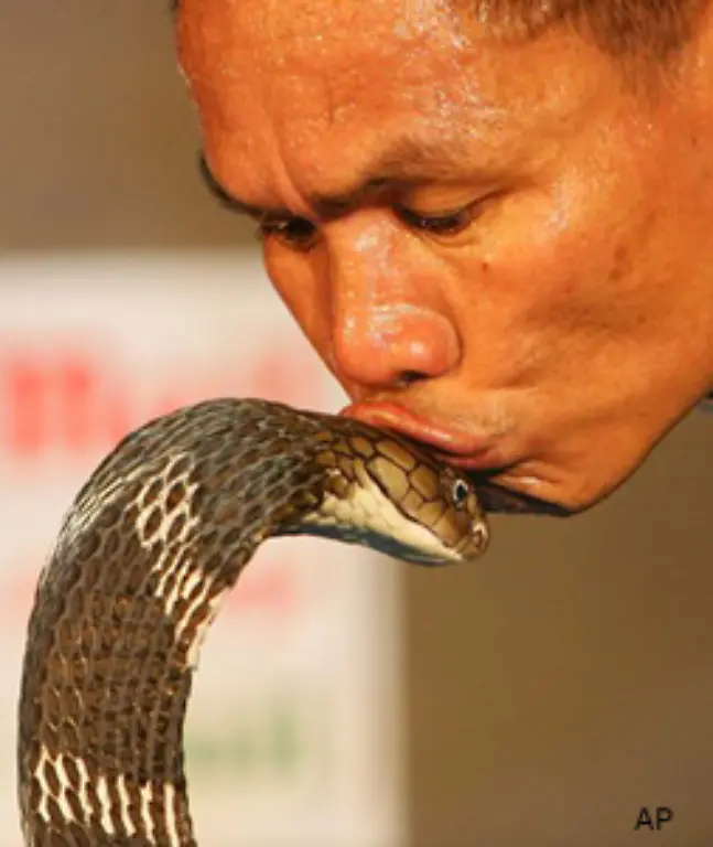 Nur-rund-50-Schlangenarten-besitzen-genug-Gift-um-einen-Menschen-zu-toeten-Zu-den-giftigsten-Schlangen-gehoeren-die-suedostasiatische-Koenigskobra-sowie