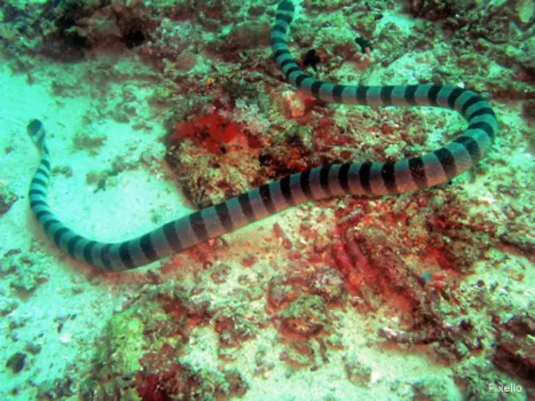 Seine-naechsten-Verwandten-die-Seeschlangen-spritzen-das-staerkste-Gift-in-ihre-Opfer-Die-meisten-Seeschlangenarten-leben-im-Pazifik-Sie-werden-bis-zu-zwei-Meter-lang