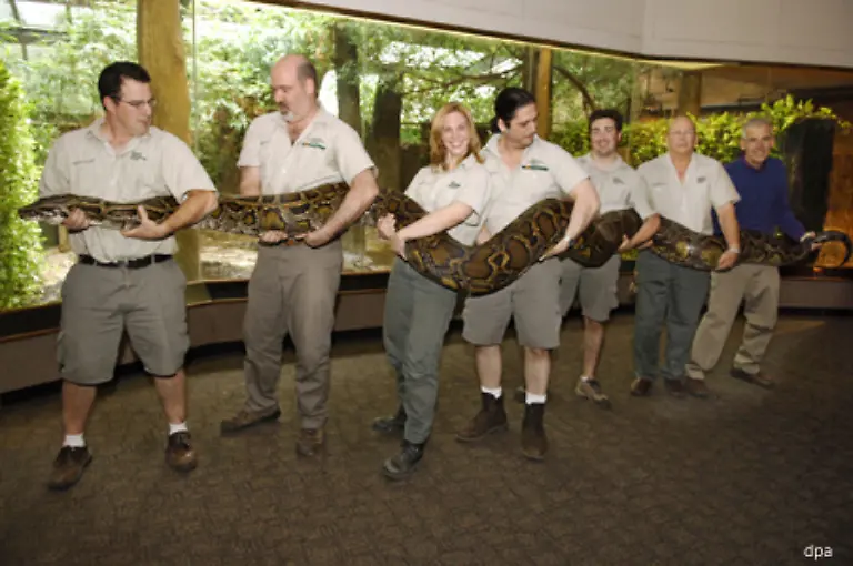 Die-groesste-Schlangenart-der-Welt-der-Python-der-bis-zu-15-Meter-lang-wird-ist-keine-Gift-sondern-eine-Wuergeschlange-Sie-beisst-ihre-Beute-und-umschlingt-das-verletzte-Tier-dann-mit-ihrem-Koerper